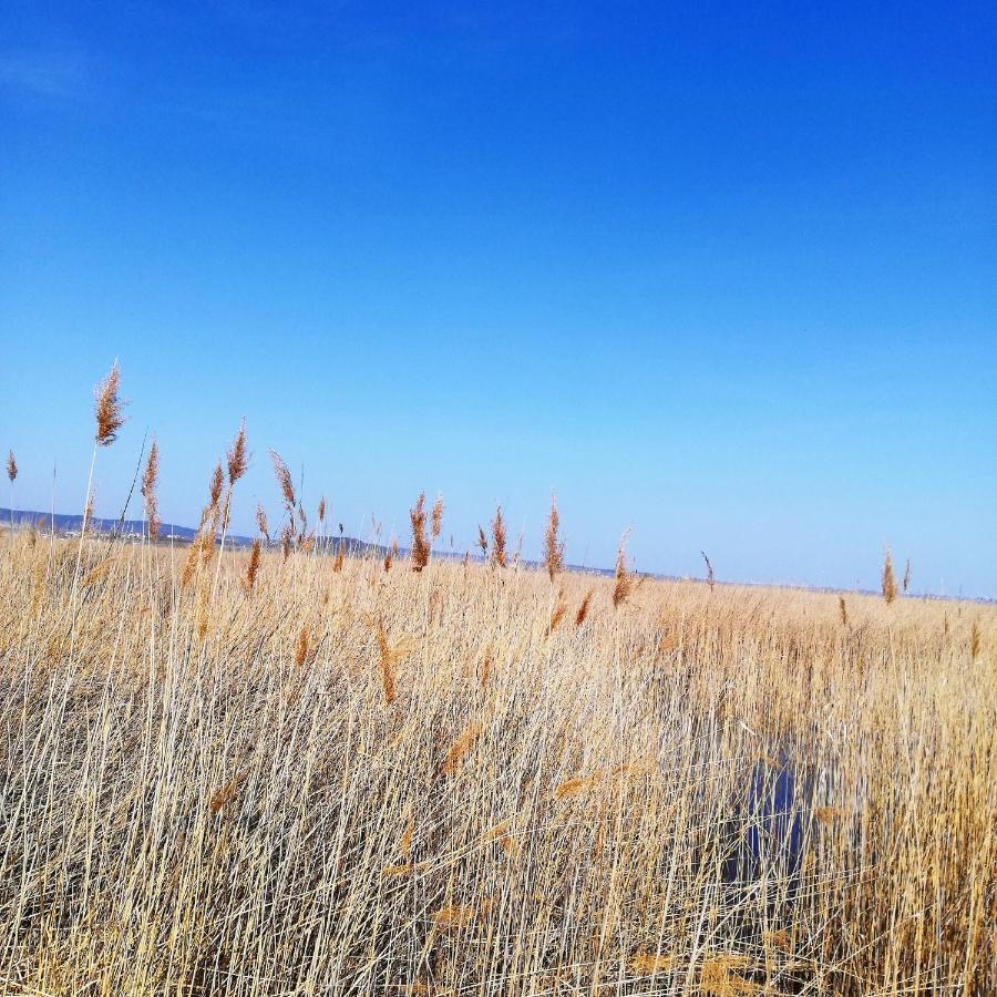 Kirschbluetenappartements Breitenbrunn am Neusiedler See Esterno foto